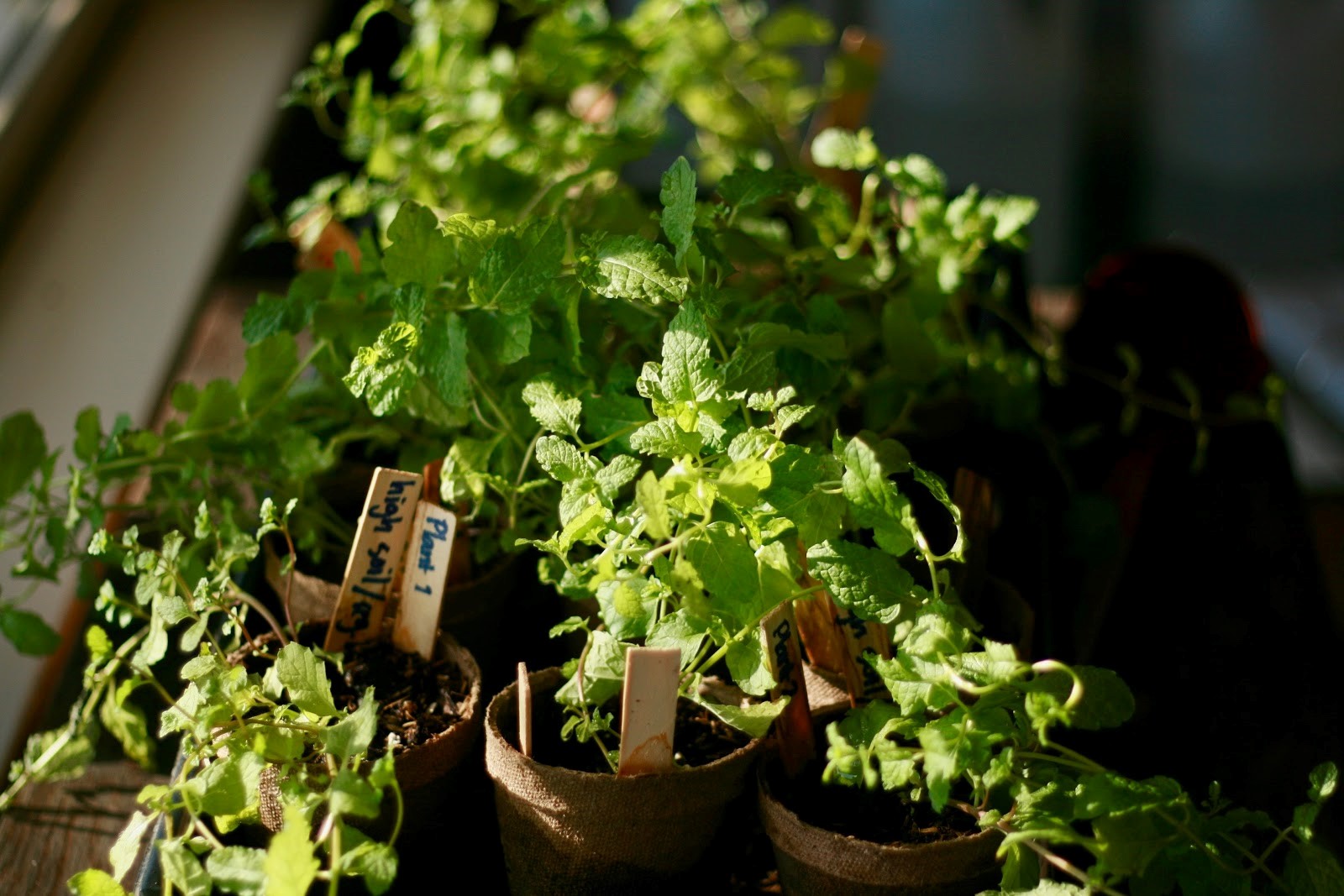 Great herbs to add to the windowsill on your Malta rental property