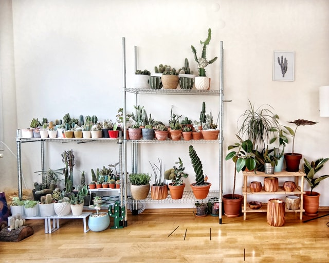 Plant-keeping while renting an apartment in malta