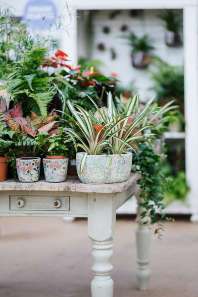 Houseplants can improve the air quality in your home