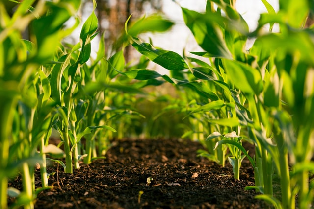 Planning and spacing will help you get the most out of your garden in your property for rent in Malta or Gozo