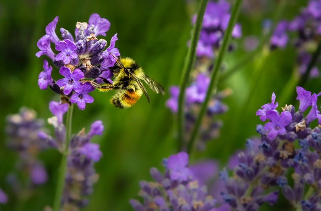 The garden of your Maltese rental property can become a home for a variety of creatures