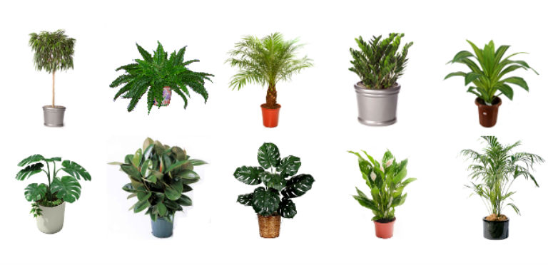 5 Fantastic Air Purifying Plants For Your Home