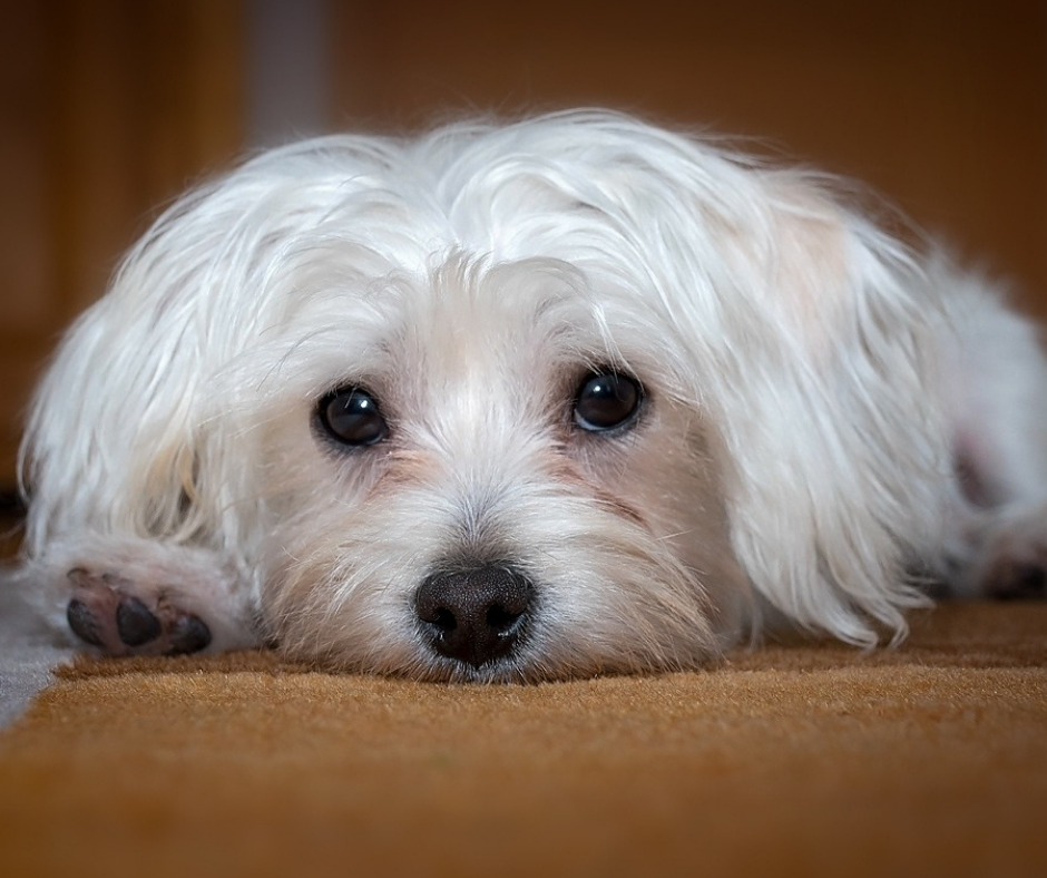 Best Pets for Renters